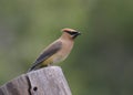 Cedar Waxwing bombycilla cedrorum