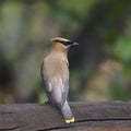Cedar Waxwing bombycilla cedrorum Royalty Free Stock Photo