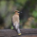 Cedar Waxwing bombycilla cedrorum