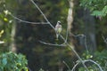 Cedar Waxwing on Branch Royalty Free Stock Photo