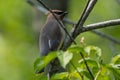 Cedar Waxwing on branch facing right of frame Royalty Free Stock Photo