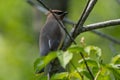 Cedar Waxwing on branch facing right of frame