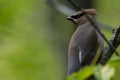 Cedar Waxwing close-up on tree branch Royalty Free Stock Photo