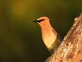 Cedar Waxwing bird clutches tree branch Royalty Free Stock Photo