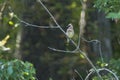 Cedar Waxwing with Crest Up on Branch in Forest Royalty Free Stock Photo