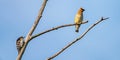 Cedar Waxwing and Downy Woodpecker Royalty Free Stock Photo