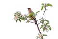 A Cedar Waxwing Eating Apple Blossoms