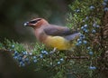 A cedar waxwing eating a blue berry off an evergreen tree in the