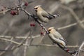 Cedar waxwing