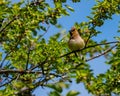 Cedar Waxwing Eating Mullberies Royalty Free Stock Photo