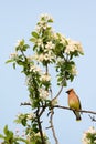 Cedar Waxwing in Flowering Apple Tree