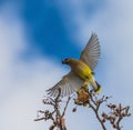 Cedar Waxwing flying