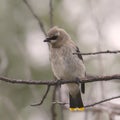 Cedar Waxwing immature bombycilla cedrorum