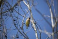 Cedar Waxwing Looking Royalty Free Stock Photo