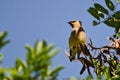 Cedar Waxwing Looking Out Over The Tree Tops Royalty Free Stock Photo