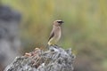 The Cedar Waxwing