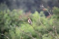 A Cedar waxwing perched on a bare tree branch