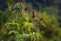 A cedar waxwing perched on a branch