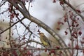 Cedar Waxwing  811234 Royalty Free Stock Photo