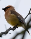 Cedar Waxwing perches on a tree