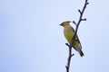 Cedar Waxwing Perching on Branch