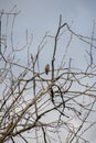 Cedar Waxwing perching on the branch.