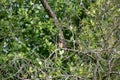 Cedar Waxwing perching on the branch.