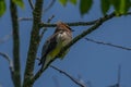 Cedar Waxwing perching on a tree branch