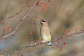 Cedar Waxwing