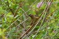 Cedar waxwing resting on tree branch Royalty Free Stock Photo