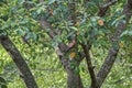 Cedar Waxwing in a Serviceberry Tree