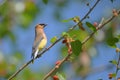 Cedar Waxwing Royalty Free Stock Photo