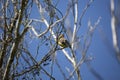 Cedar Waxwing Singing Royalty Free Stock Photo