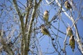 Cedar Waxwing Singing Royalty Free Stock Photo