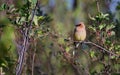 A Cedar Waxwing sitting on a branch Royalty Free Stock Photo