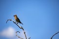 A cedar waxwing sitting on a branch Royalty Free Stock Photo