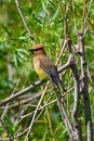 A Cedar Waxwing sitting in a tree Royalty Free Stock Photo