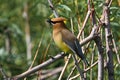 A Cedar Waxwing sitting in a tree Royalty Free Stock Photo
