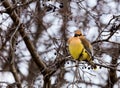 Cedar Waxwing