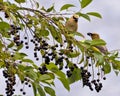 Cedar Waxwing Stock Photo and Image. Waxwing birds perched eating wild berry fruits in their environment and habitat surrounding