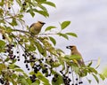 Cedar Waxwing Stock Photo and Image. Waxwing birds perched eating wild berry fruits in their environment and habitat surrounding