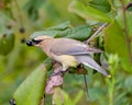 Cedar Waxwing Stock Photo and Image. Perched with open beak eati Royalty Free Stock Photo