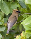 Cedar Waxwing Stock Photo and Image. Perched with open beak eating wildberry fruits in its environment and habitat surrounding
