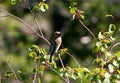 Cedar Waxwing