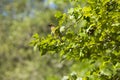 Cedar Waxwing in the Sun Perching