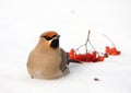 Cedar waxwing Royalty Free Stock Photo