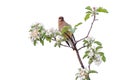 A Cedar Waxwing on Top of an Apple Tree