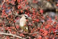 Cedar waxwing on e tree with red berries. Royalty Free Stock Photo