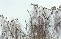 Cedar Waxwings