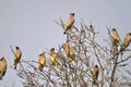 Cedar Waxwings in a Bare Tree